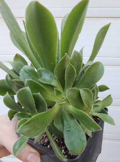 aeonium Rock Hopper зріз