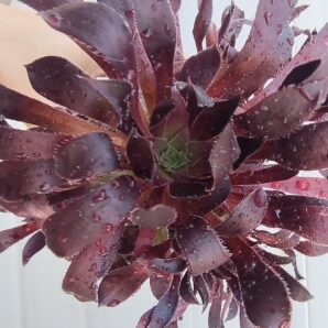 Aeonium 'Toffee Apple' зріз