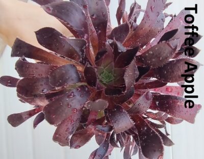 Aeonium 'Toffee Apple' зріз