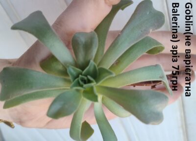 Aeonium Goblin(не варієгатна Balerina) зріз