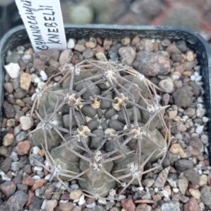 Gymnocalycium knebelii