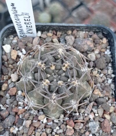 Gymnocalycium knebelii
