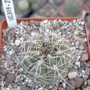 Gymnocalycium aff gaponii VG309-2.5