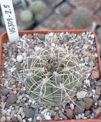 Gymnocalycium aff gaponii VG309-2.5