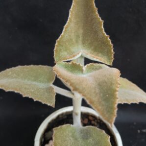 Kalanchoe beharensis