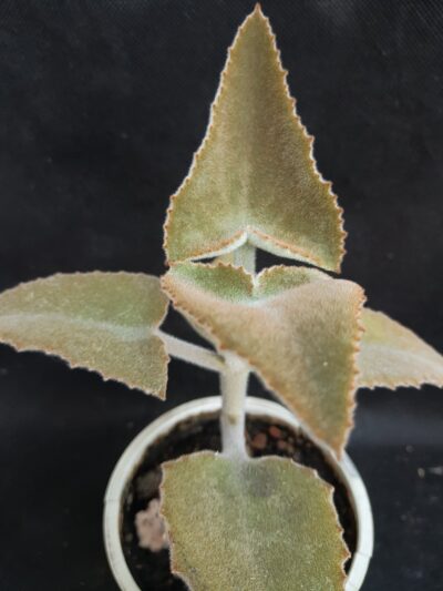 Kalanchoe beharensis