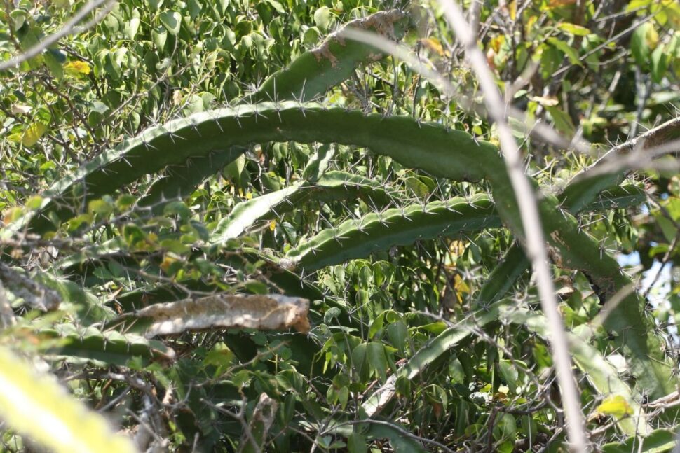 100 зникаючих видів кактусів (Частина 2) 7 Leptocereus carinatus