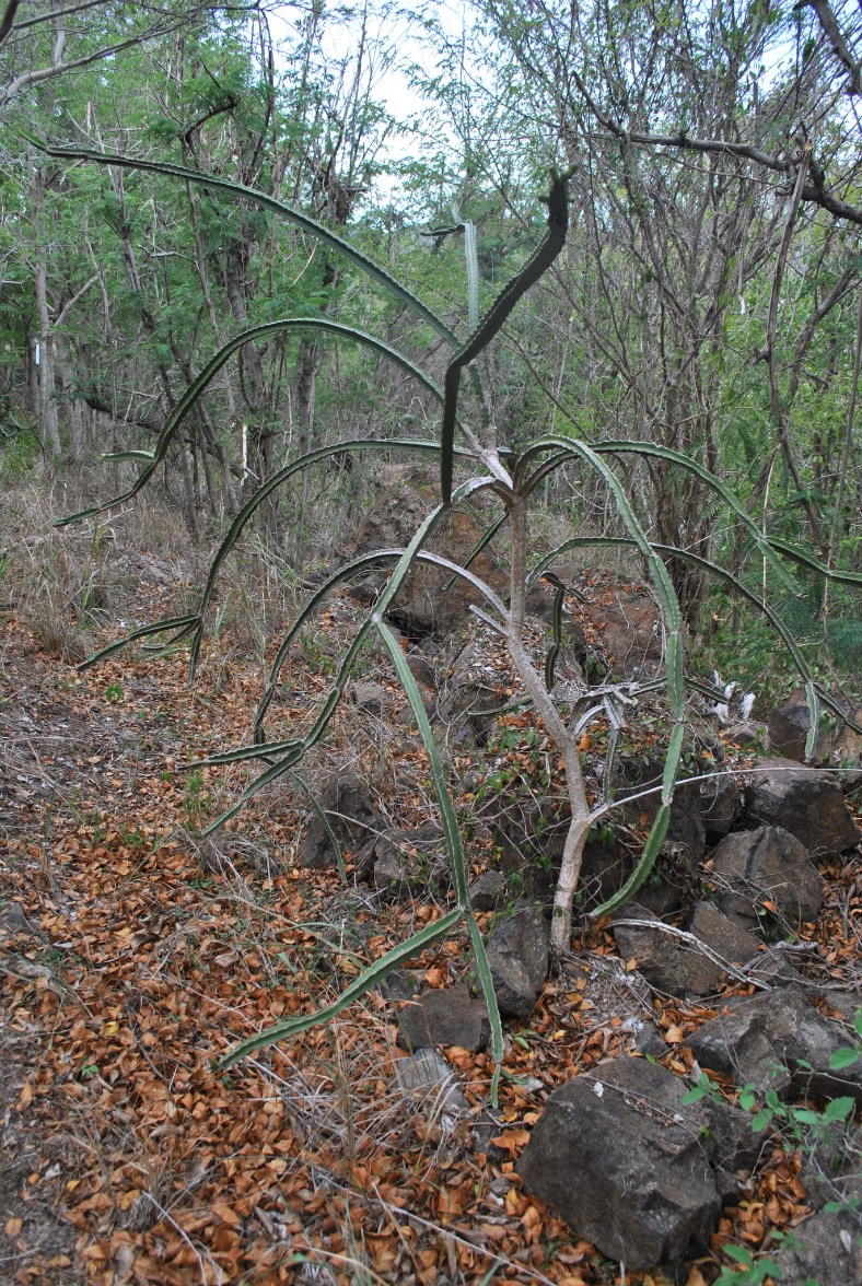 100 зникаючих видів кактусів (Частина 2) 8 Leptocereus grantianus