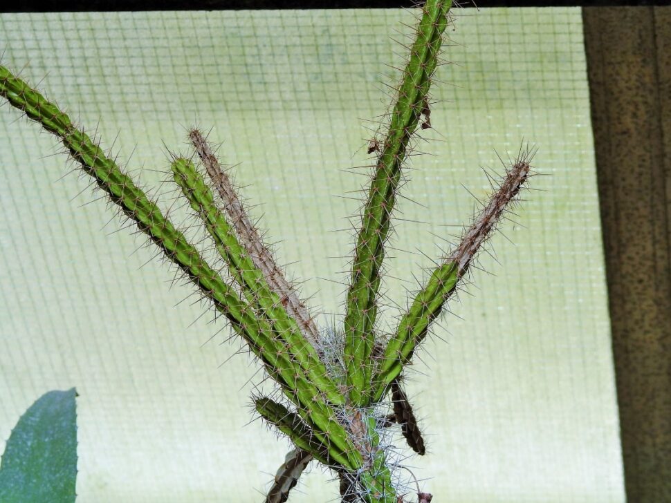 100 зникаючих видів кактусів (Частина 2) 9 Leptocereus leonii