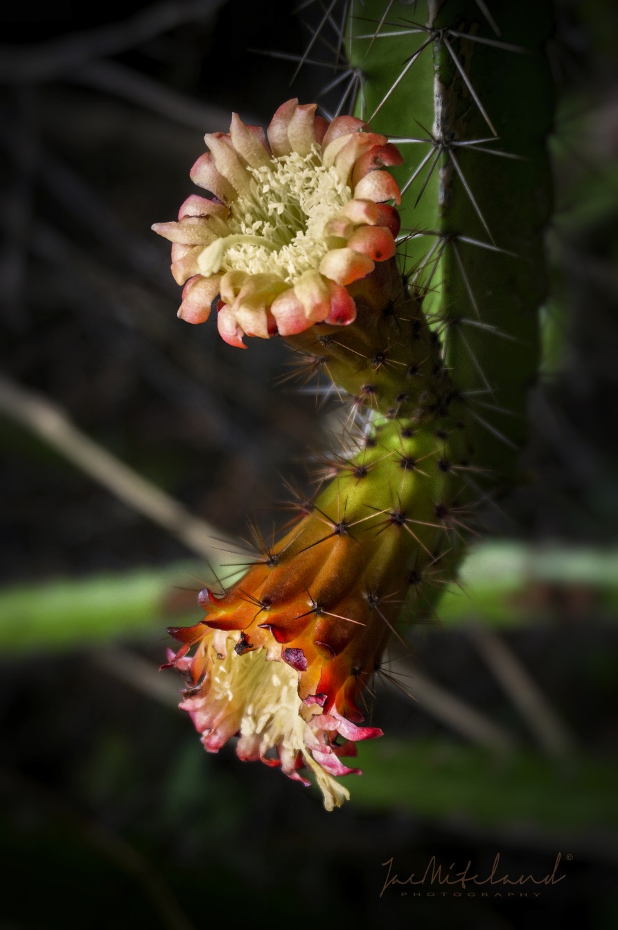 100 зникаючих видів кактусів (Частина 2) 11 Leptocereus wrightii