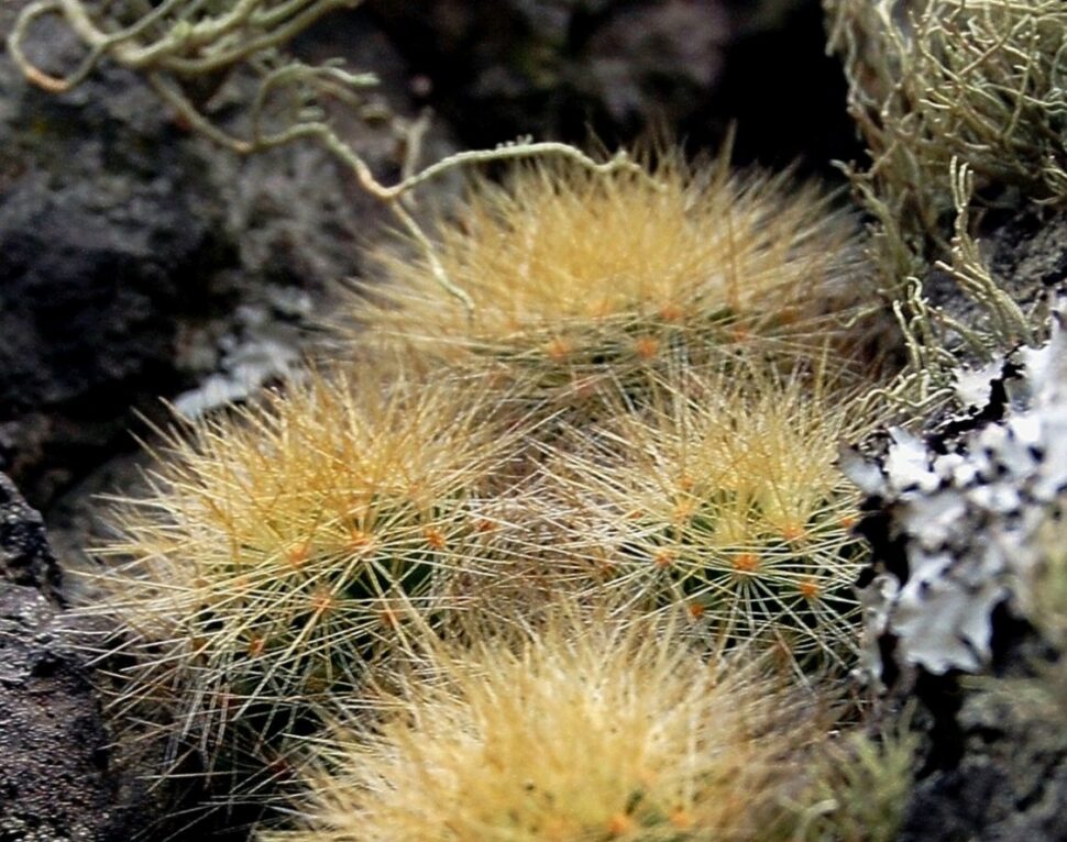 Mammillaria anniana