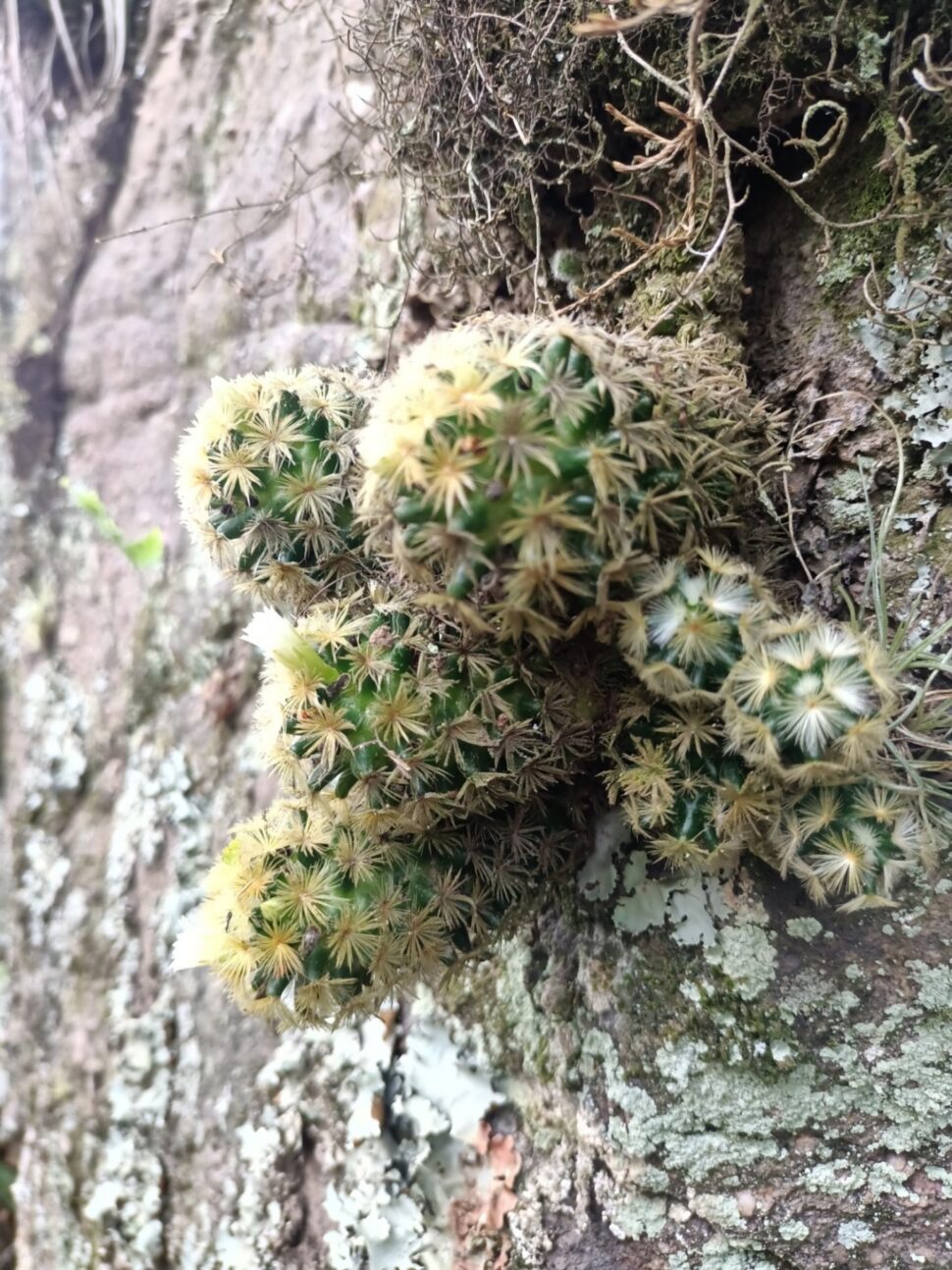 Mammillaria carmenae