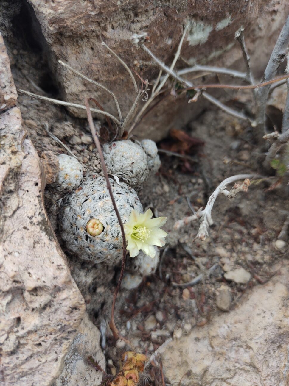 Mammillaria duwei