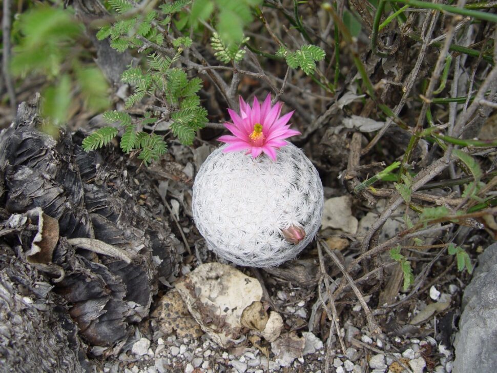Mammillaria herrerae
