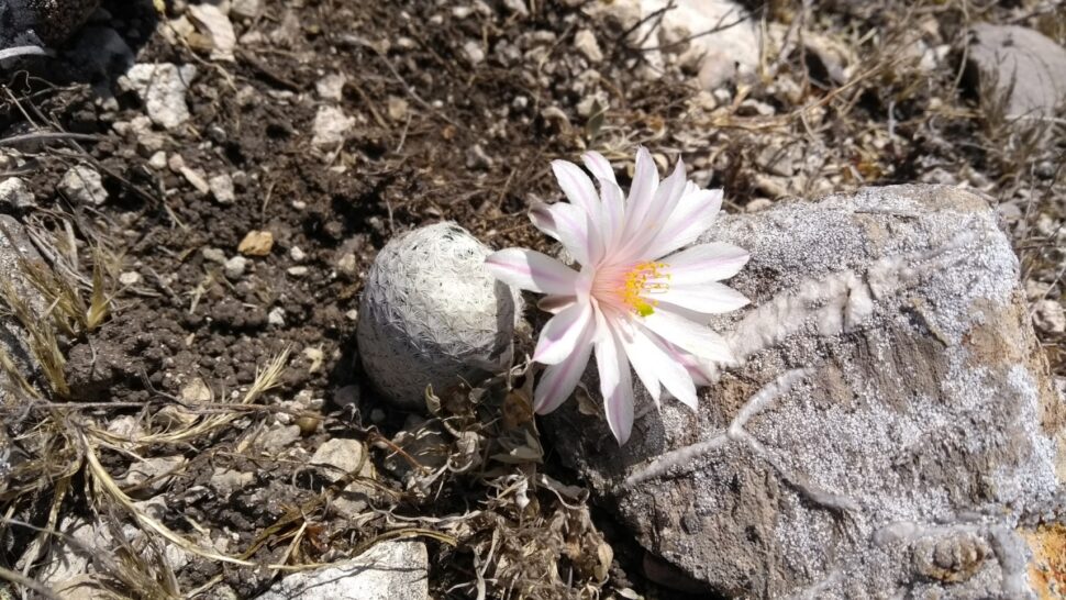 Mammillaria herrerae var. albiflora