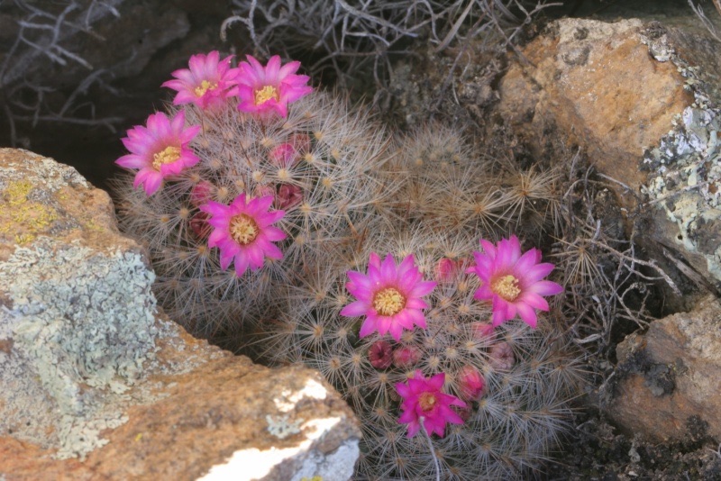 Mammillaria laui
