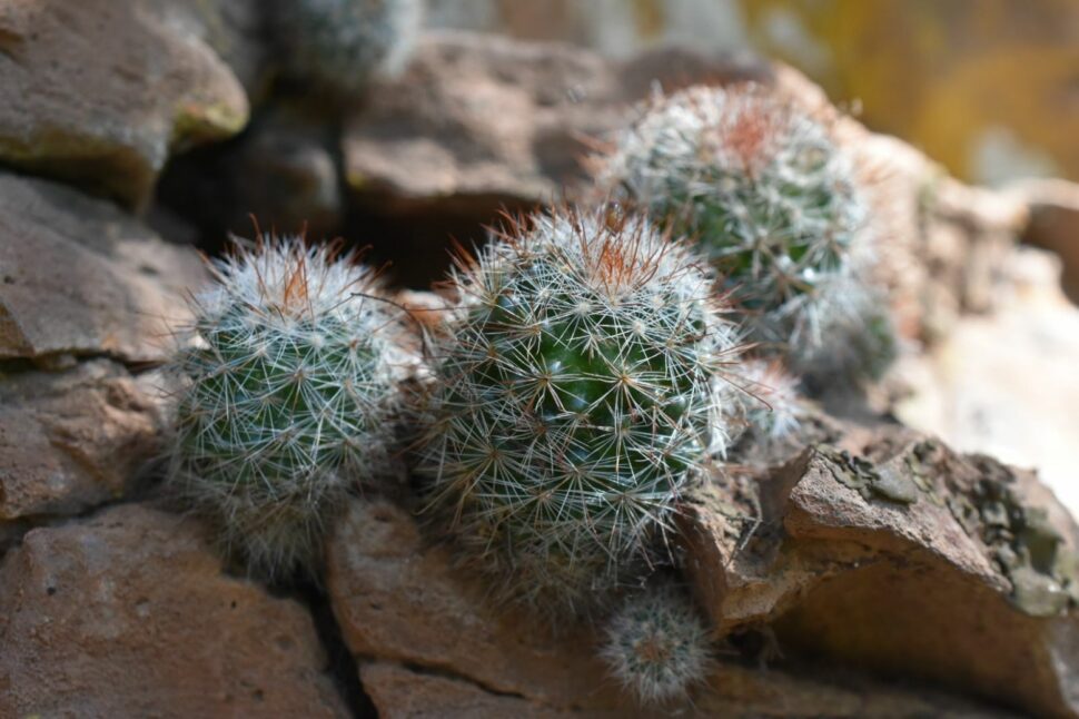 Mammillaria manana