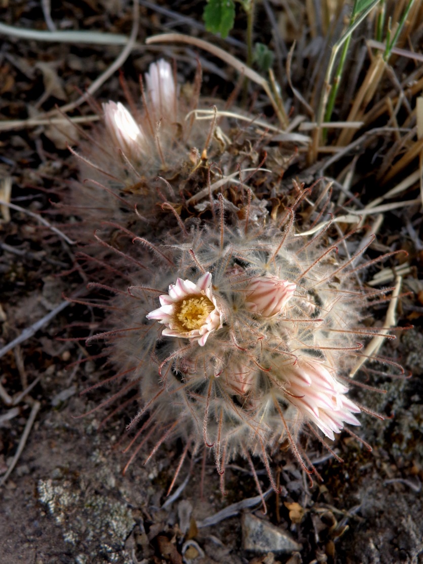 Mammillaria pennispinosa