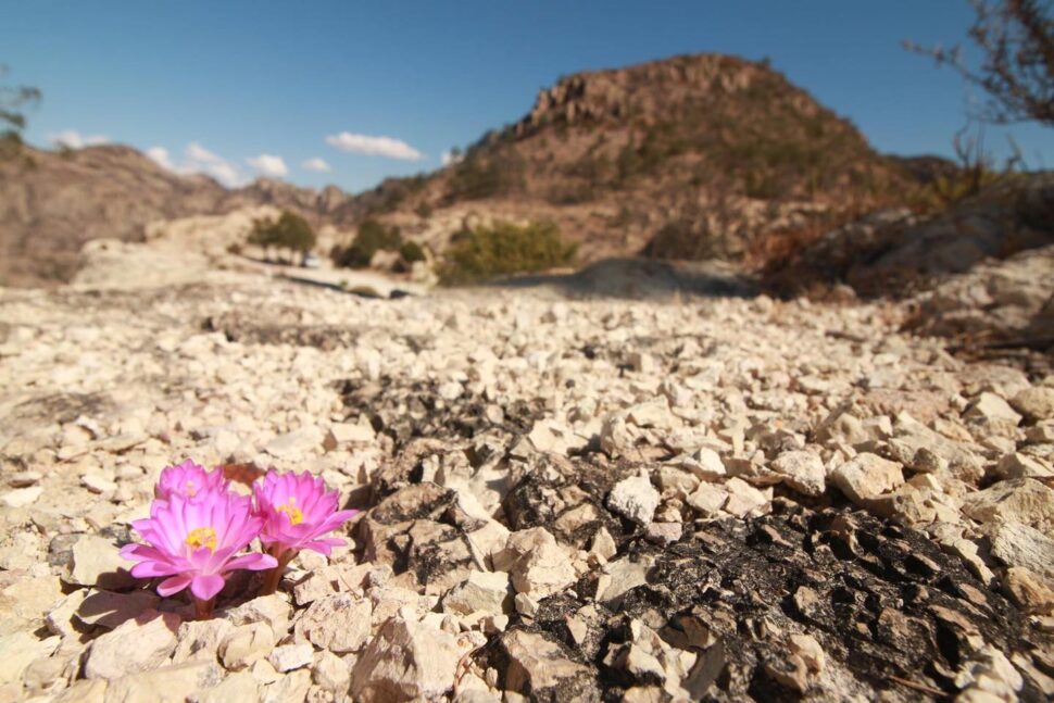 Mammillaria theresae