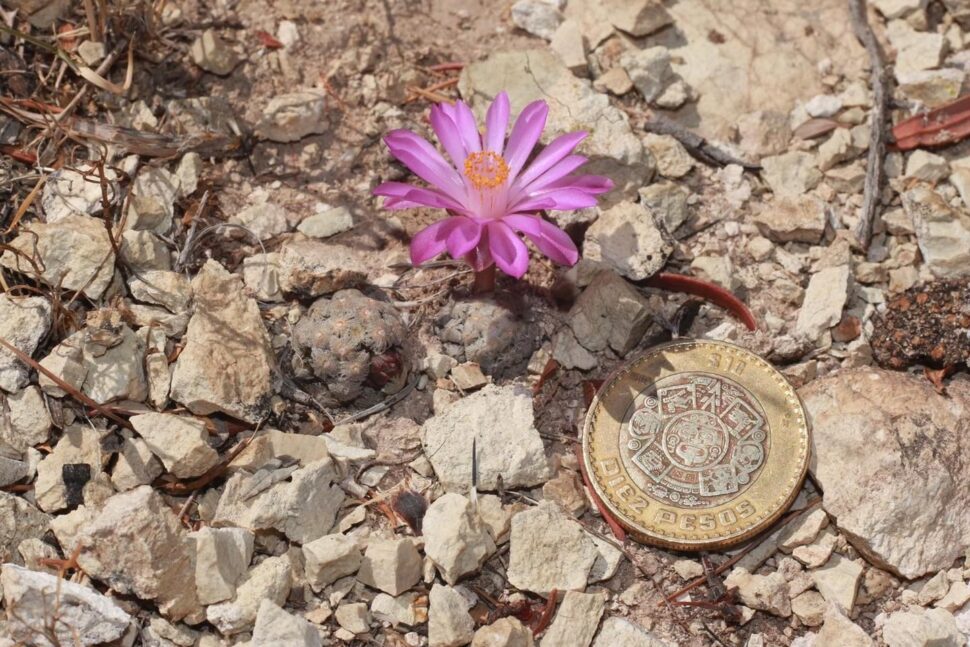 100 зникаючих видів кактусів (Частина 2) 26 Mammillaria theresae