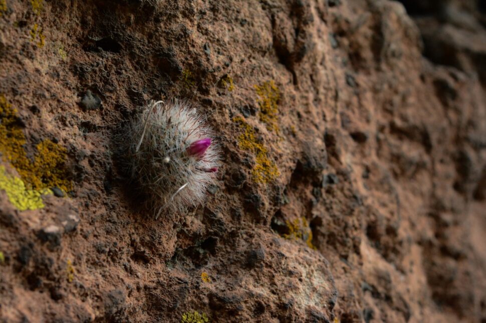 Mammillaria zeilmanniana