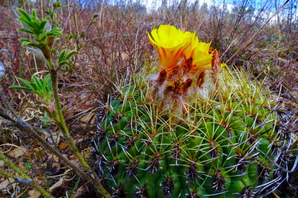 Matucana aureiflora