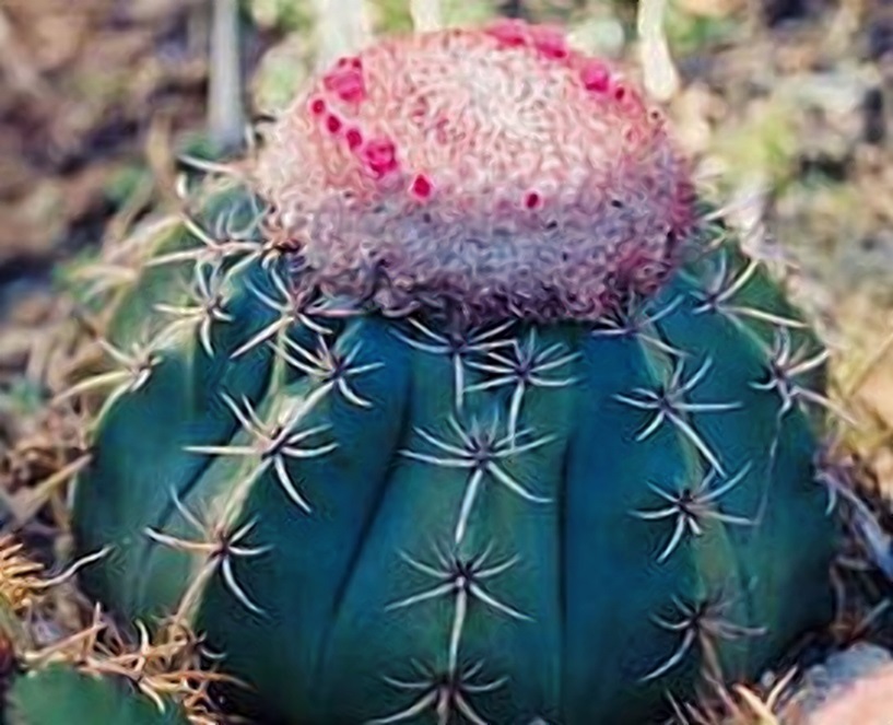 100 зникаючих видів кактусів (Частина 2) 32 Melocactus braunii