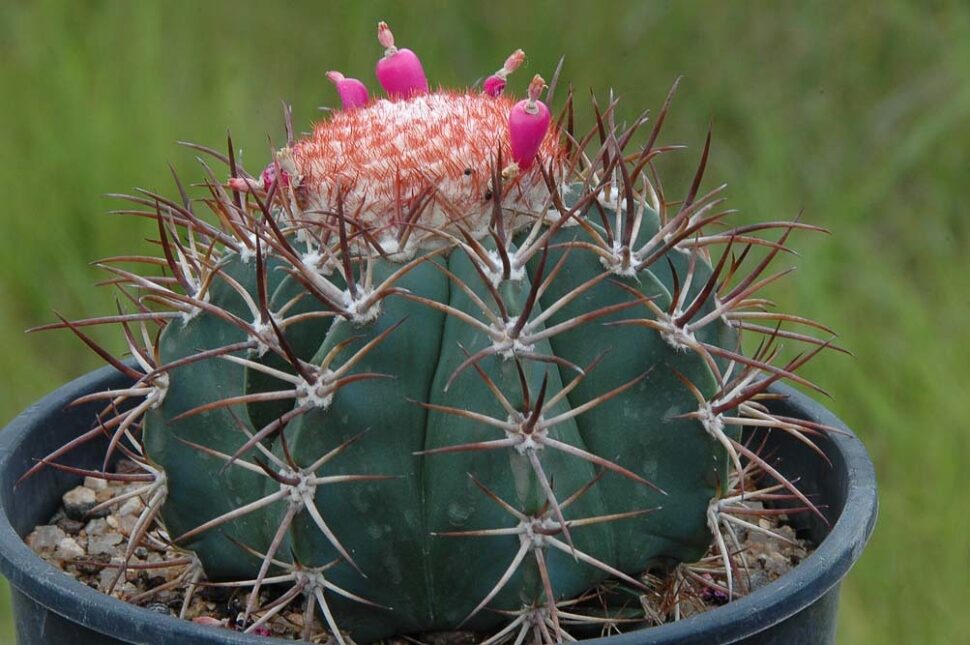 100 зникаючих видів кактусів (Частина 2) 33 Melocactus brederooianus