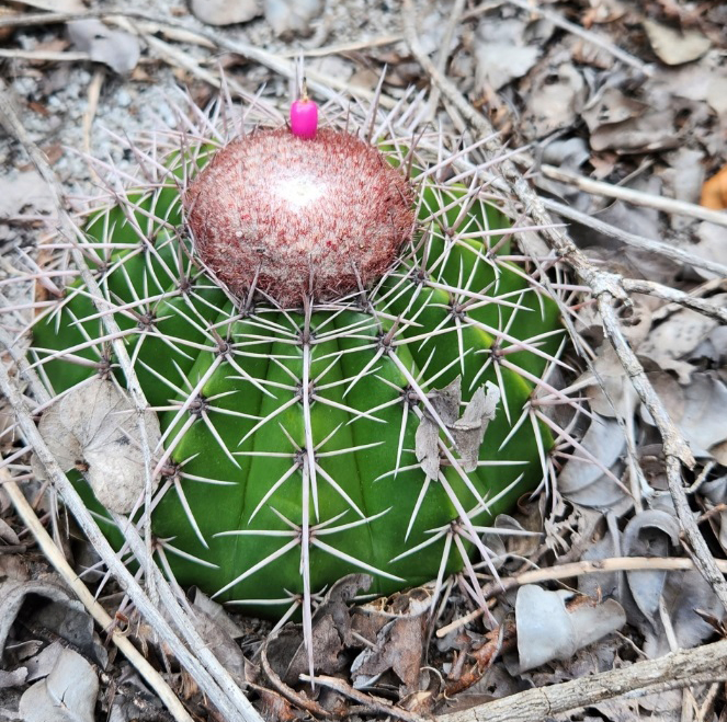 100 зникаючих видів кактусів (Частина 2) 34 Melocactus conoideus