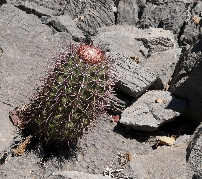 100 зникаючих видів кактусів (Частина 2) 35 Melocactus ferreophilus