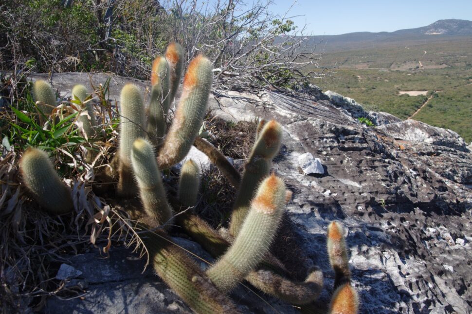 Micranthocereus streckeri