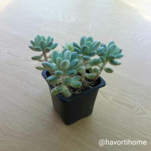 Pachyveria Belle Blue