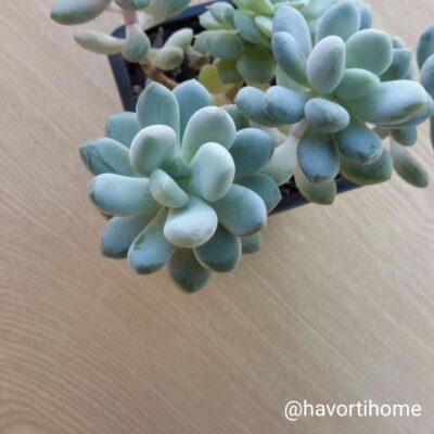 Pachyveria Belle Blue