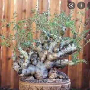 Pelargonium carnosum