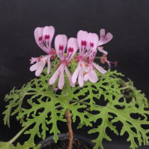 Pelargonium graveolens ‘Candy Dancer’