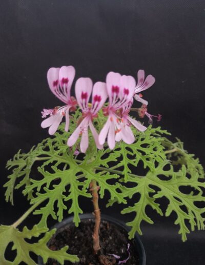 Pelargonium graveolens ‘Candy Dancer’