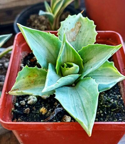 Agave isthmensis ‘Ohi Raijin Shiro Nakafu'