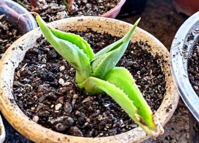 Agave isthmensis ‘Ohi Raijin Shiro Nakafu' - Зображення 2