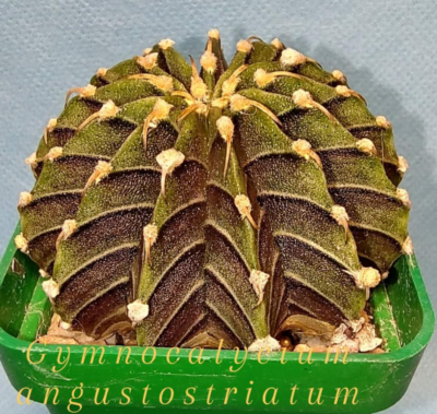 Gymnocalycium angustostriatum,Aqua Dulce, LB2178 - Зображення 2