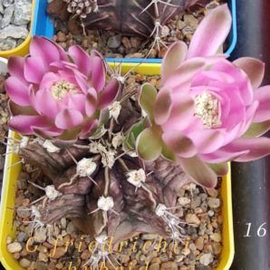 Gymnocalycium Friedrichii hybrid