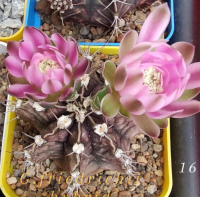 Gymnocalycium Friedrichii hybrid