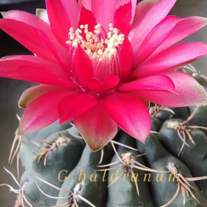 Gymnocalycium baldianum