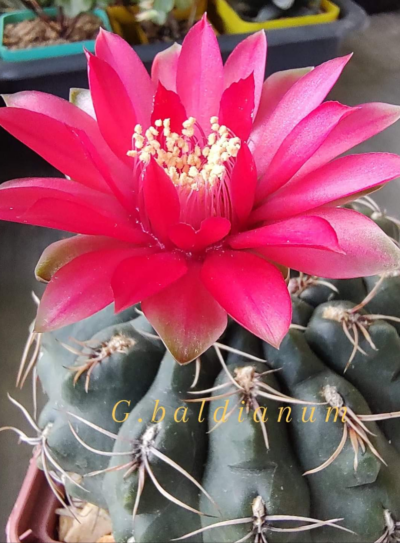 Gymnocalycium baldianum
