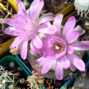 Gymnocalycium Damsii v.rotundulum