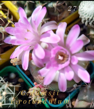 Gymnocalycium Damsii v.rotundulum