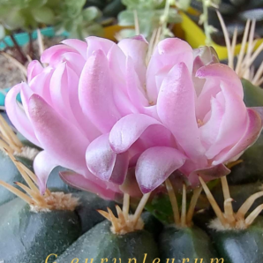 Gymnocalycium eurypleurum