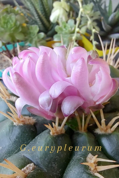 Gymnocalycium eurypleurum - Зображення 2