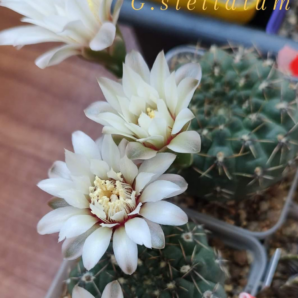 Gymnocalycium stellatum