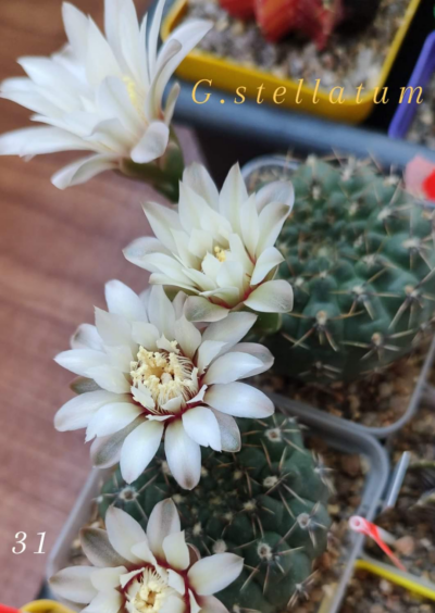 Gymnocalycium stellatum