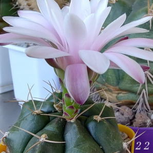 Gymnocalycium Damsii v.multiproliferum